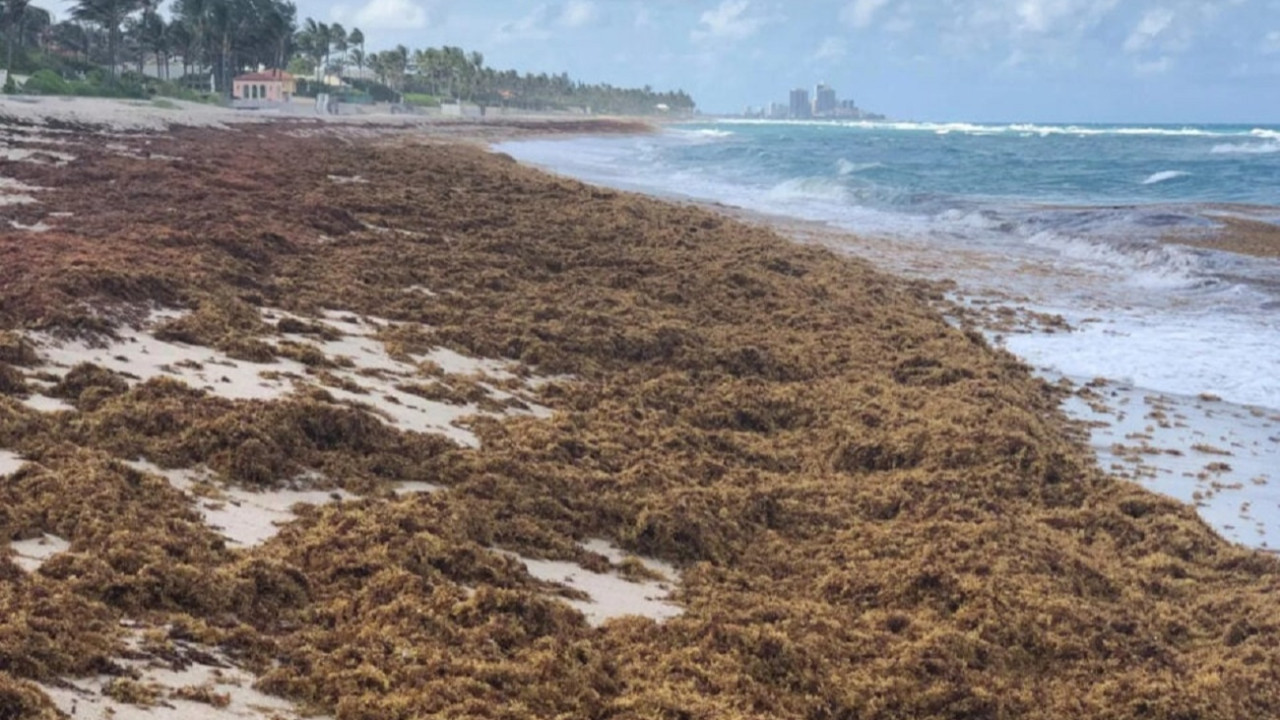 atlantik okyanusunu devasa ve kahverengi bir sey ele geciriyor Wc9nvtYH