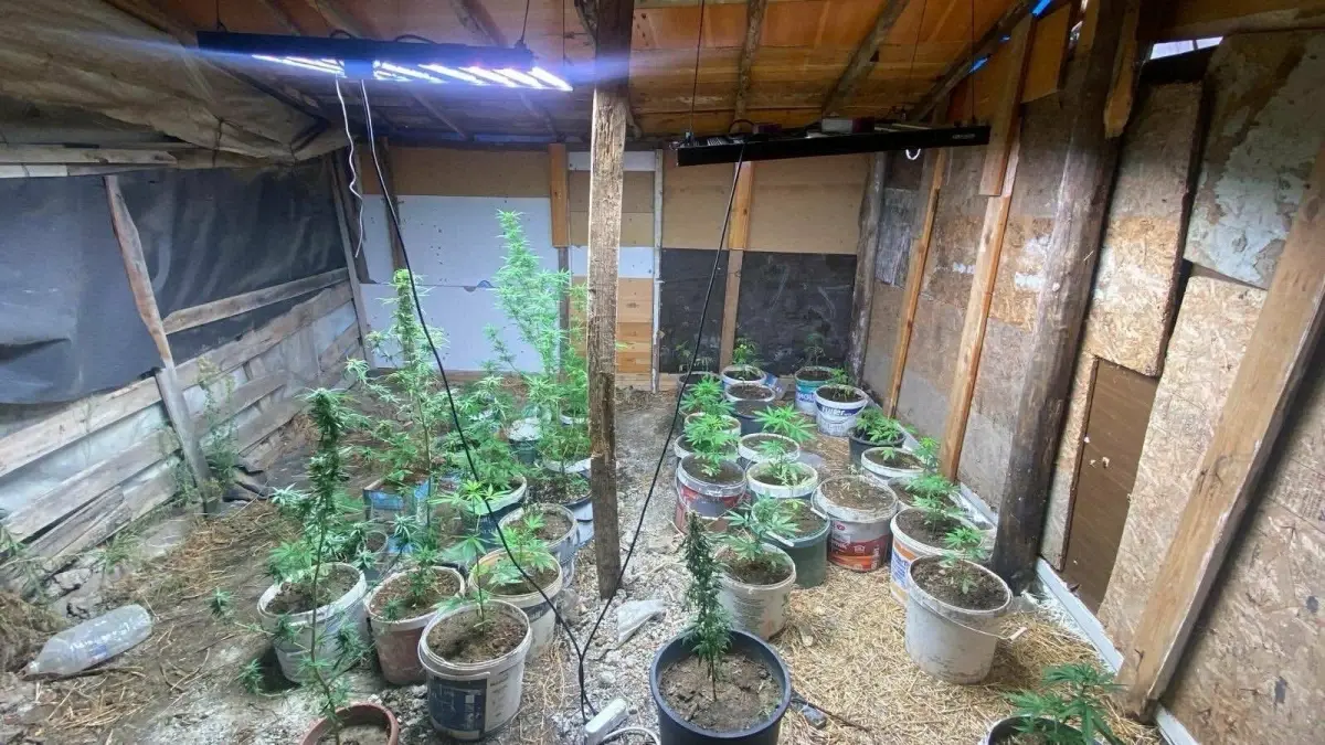 kusadasinda hint keneviri yetistiren iki supheli yakalandi SbrVHzjY