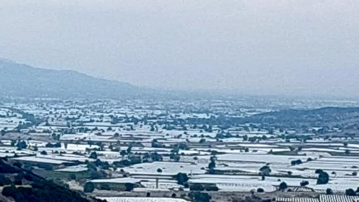 sarigolde uzum ureticileri ihracat icin hasada cagri iyi CsZXlAO7.jpg