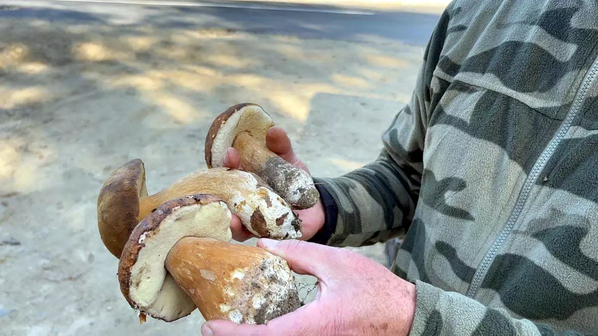 kuraklik mantarlari vurdu fiyatlar 500 tlye yukseldi gSzFxIsJ.jpg