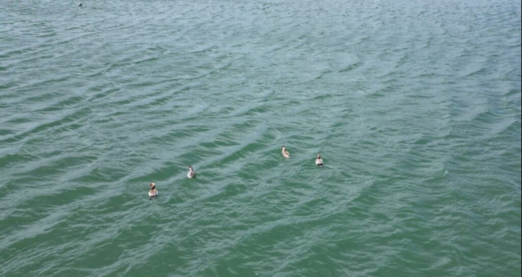 sivasta-goruntulendi-hem-de-8-tane-birden-XZqn2OQW