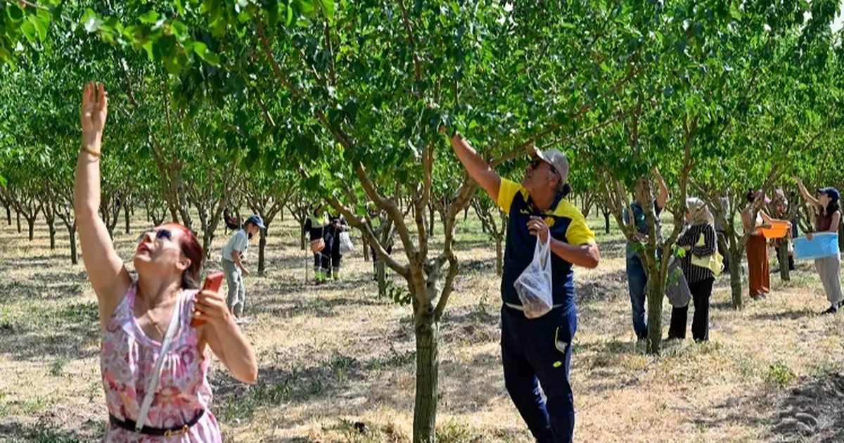 Başkentliler Ata Çiftliği’nde hasat yaptı