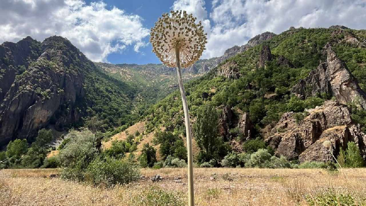 Dünyada sadece Tunceli’de yetişiyor! Koparmanın cezası 699 bin lira