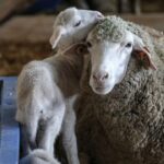 Tigem acik artirmayla 60 bin kilogram merinos yapagi satacak ihale tarihine dikkat QXiJSADO